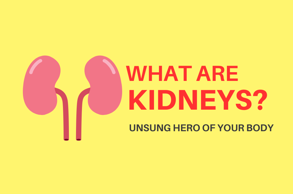 what are kidneys